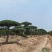 造型油松