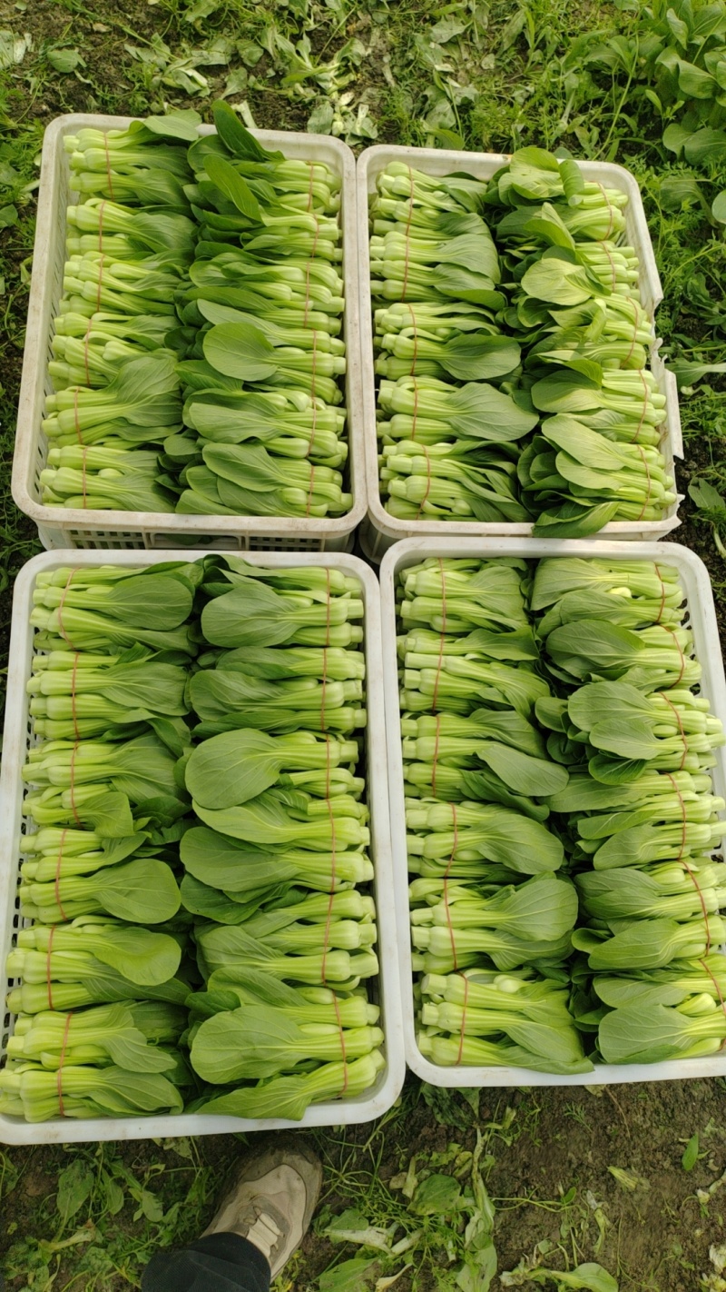 常年大量菜苔需要要联系