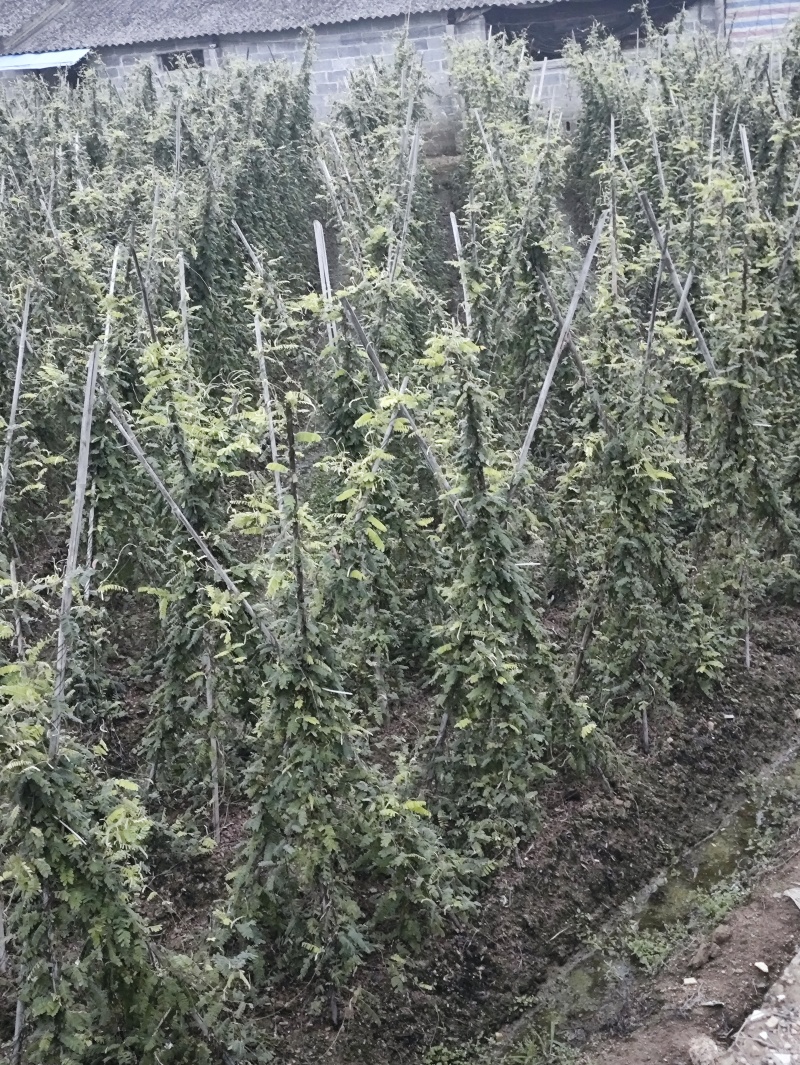 广西鸡骨草