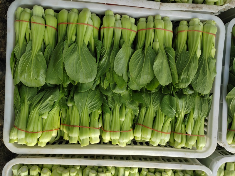 常年大量菜苔需要要联系