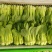 常年大量菜苔需要要联系