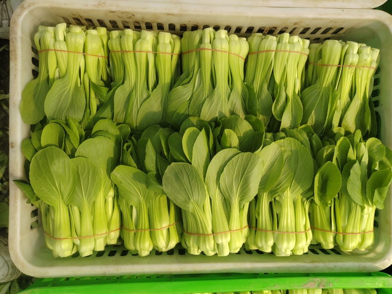 常年大量菜苔需要要联系