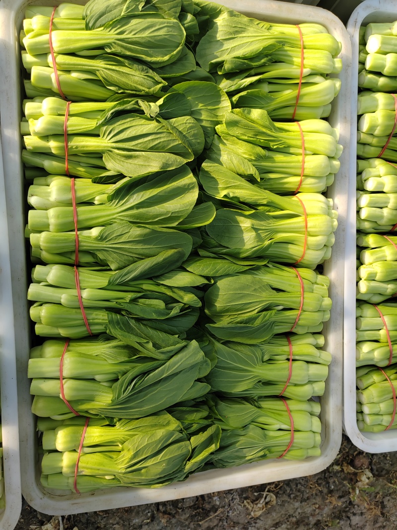 常年大量菜苔需要要联系