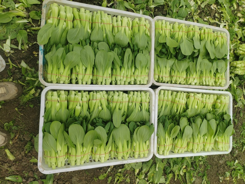 常年大量菜苔需要要联系
