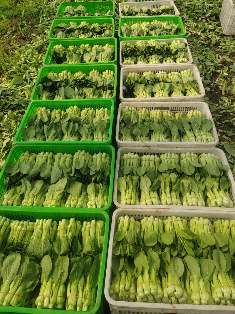常年大量菜苔需要要联系
