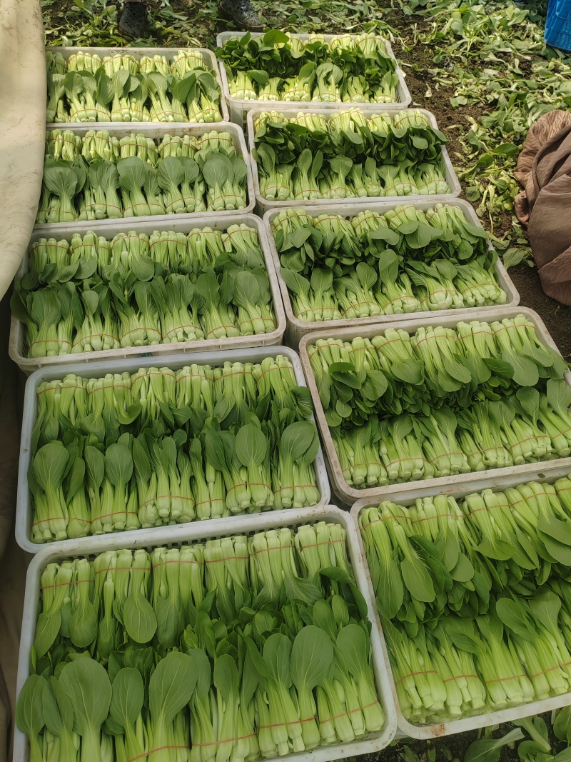 常年大量菜苔需要要联系