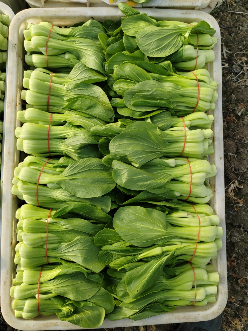 常年大量菜苔需要要联系