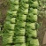 常年大量菜苔需要要联系