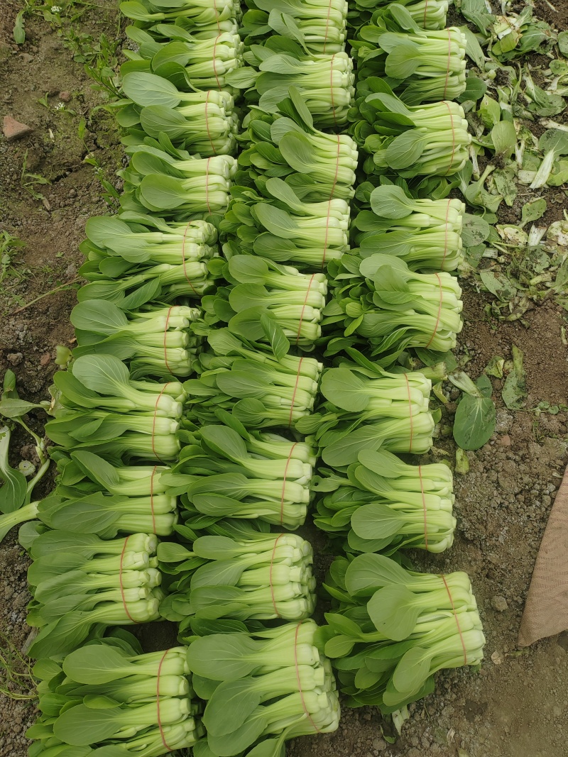 常年大量菜苔需要要联系