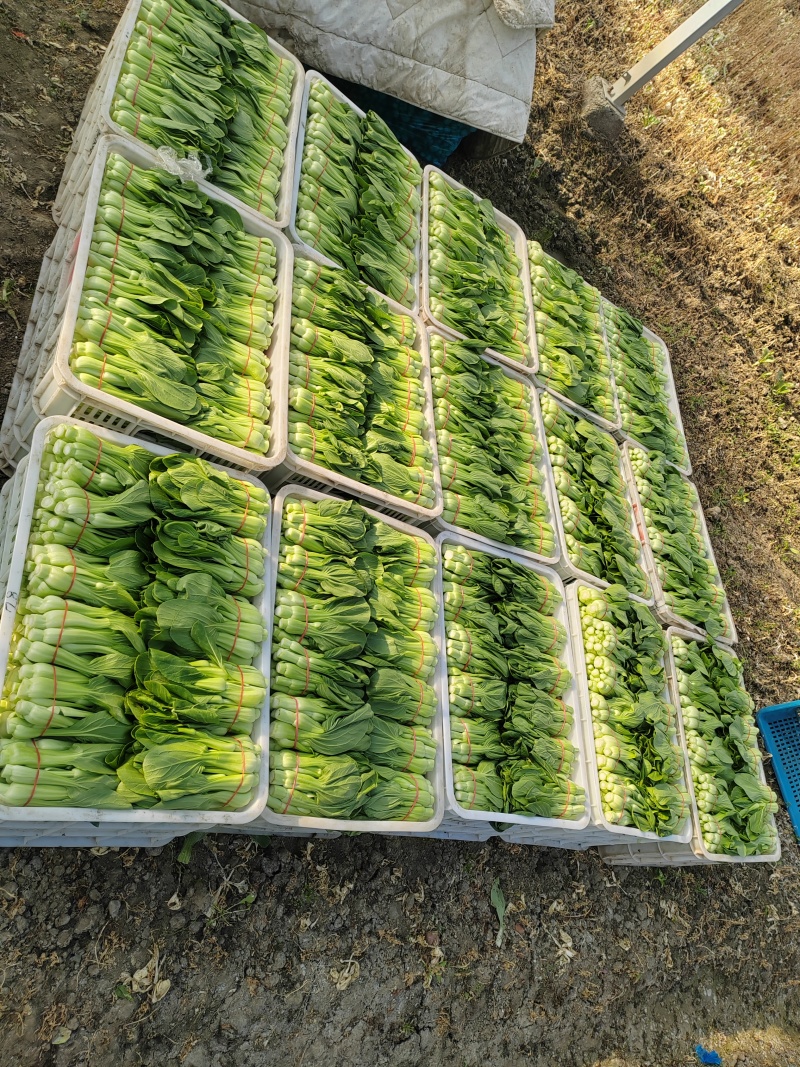 常年大量菜苔需要要联系