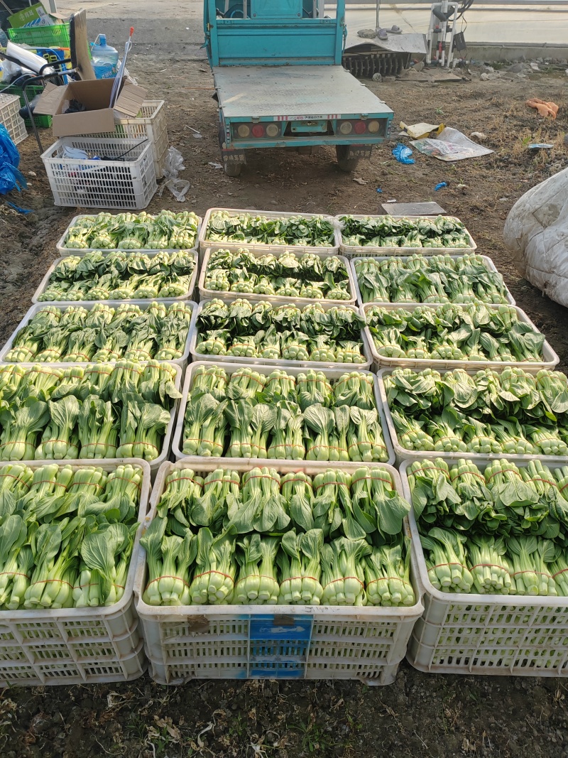 常年大量菜苔需要要联系
