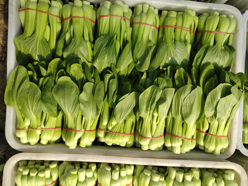 常年大量菜苔需要要联系