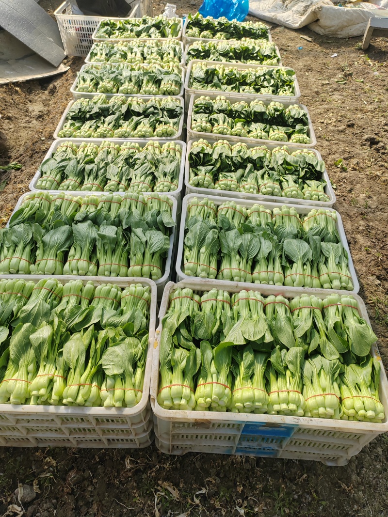 常年大量菜苔需要要联系