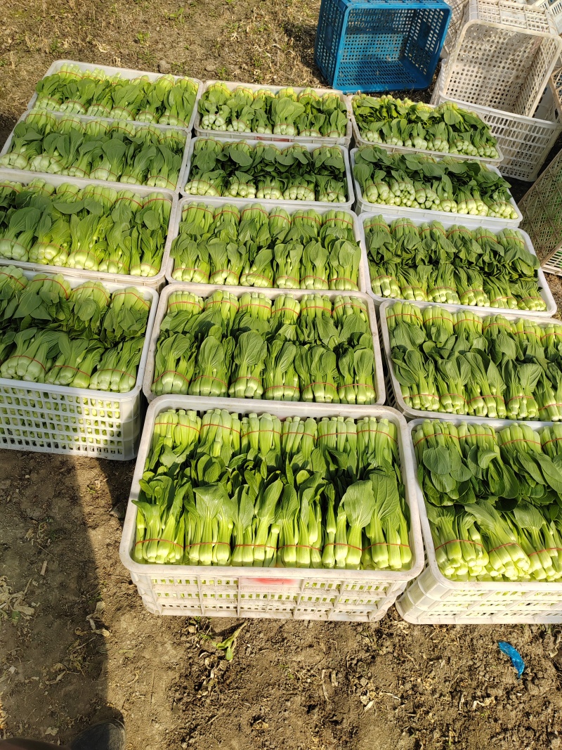 常年大量菜苔需要要联系