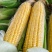 广东精品水果玉米产地发货一手货源批发品质保证价格便宜