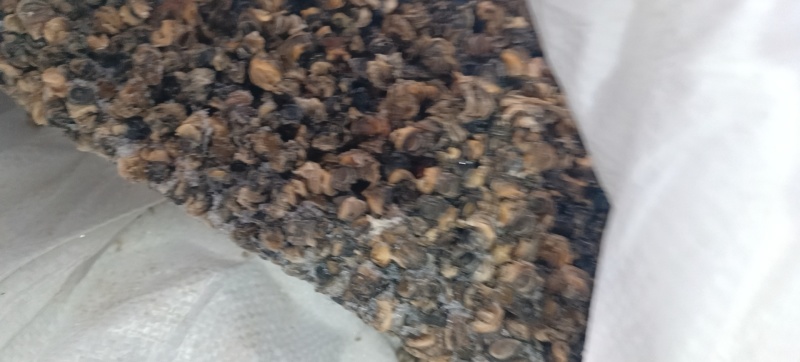 螺蛳肉，田螺肉，螺蛳干，货源充足，合作共赢