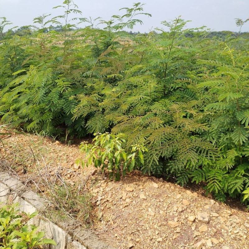 合欢