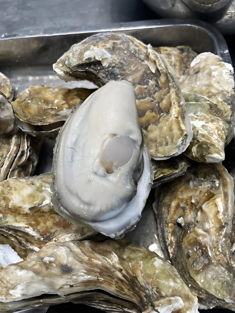 海蛎子三倍体生蚝