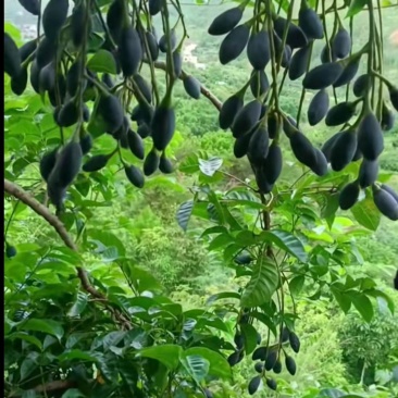 西山黑榄树苗