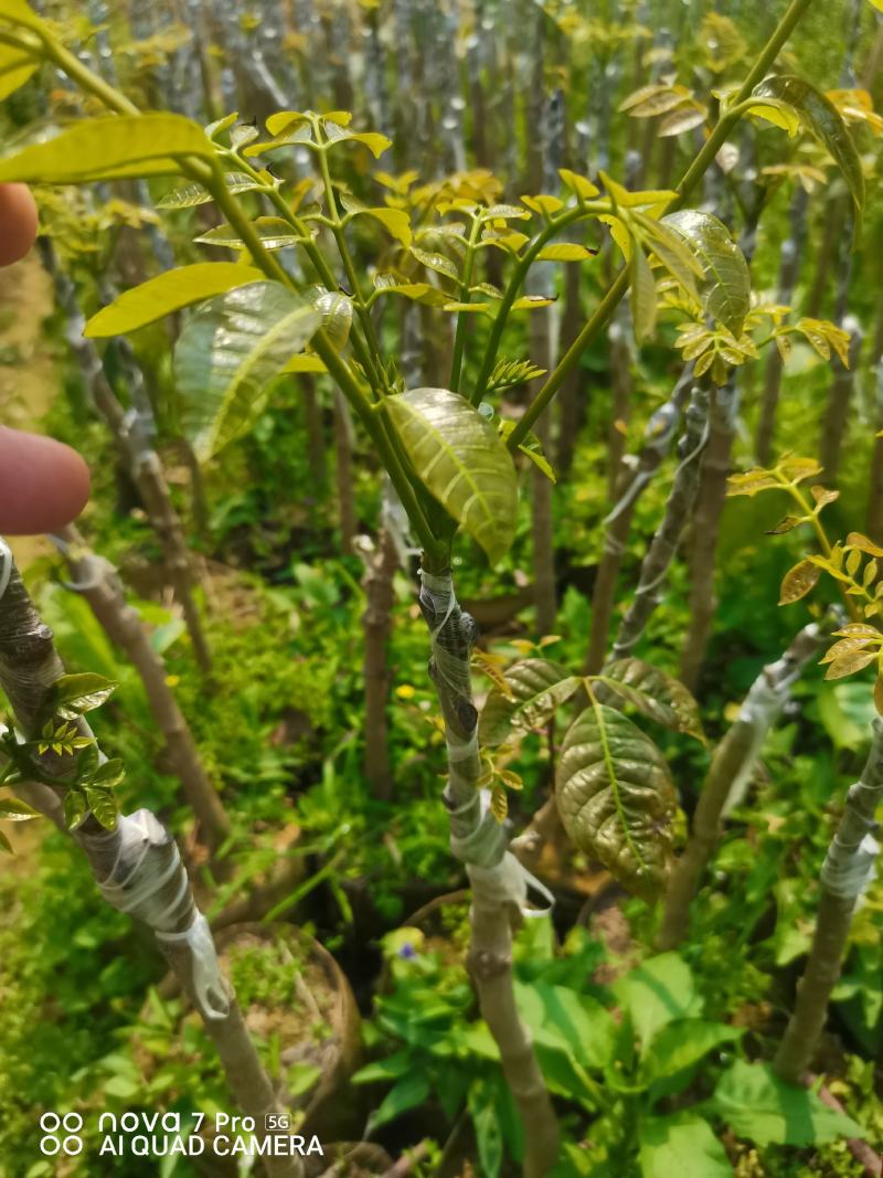 西山黑榄树苗