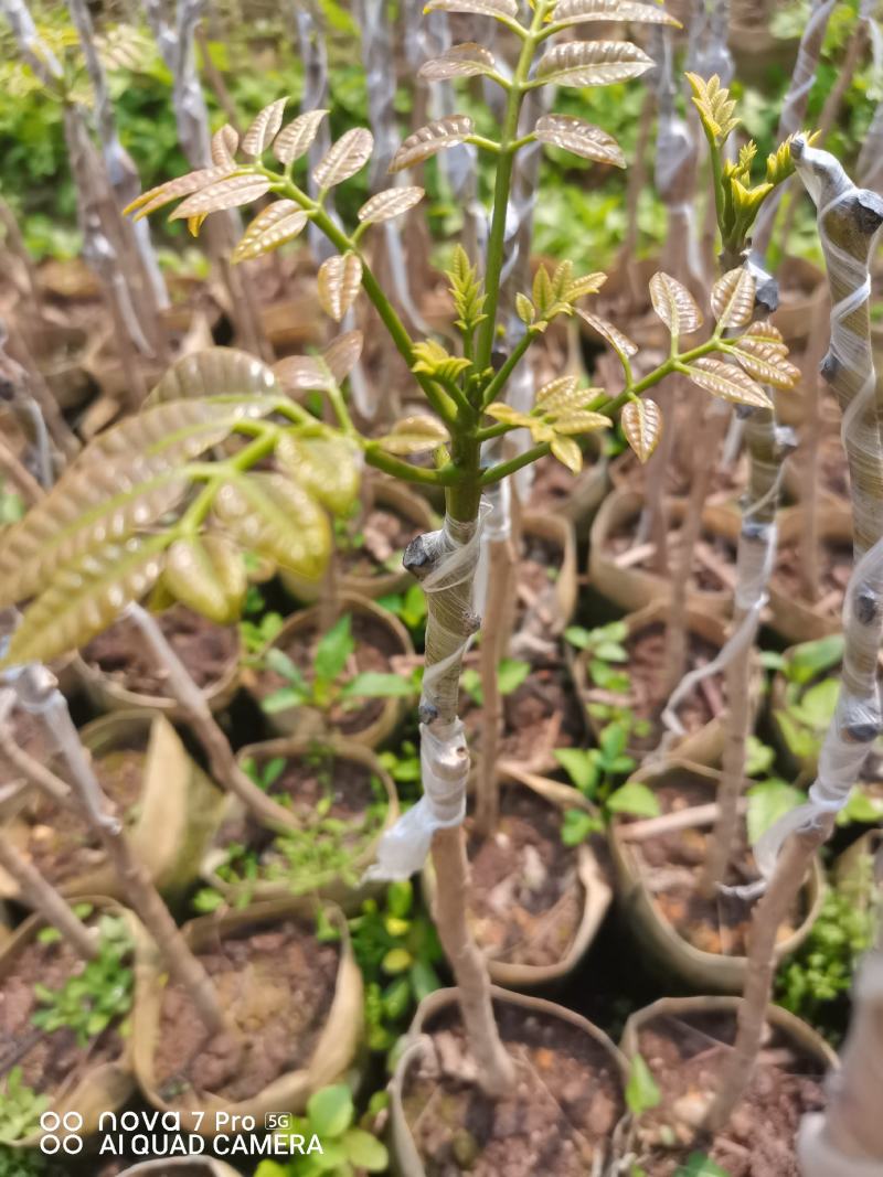 西山黑榄树苗