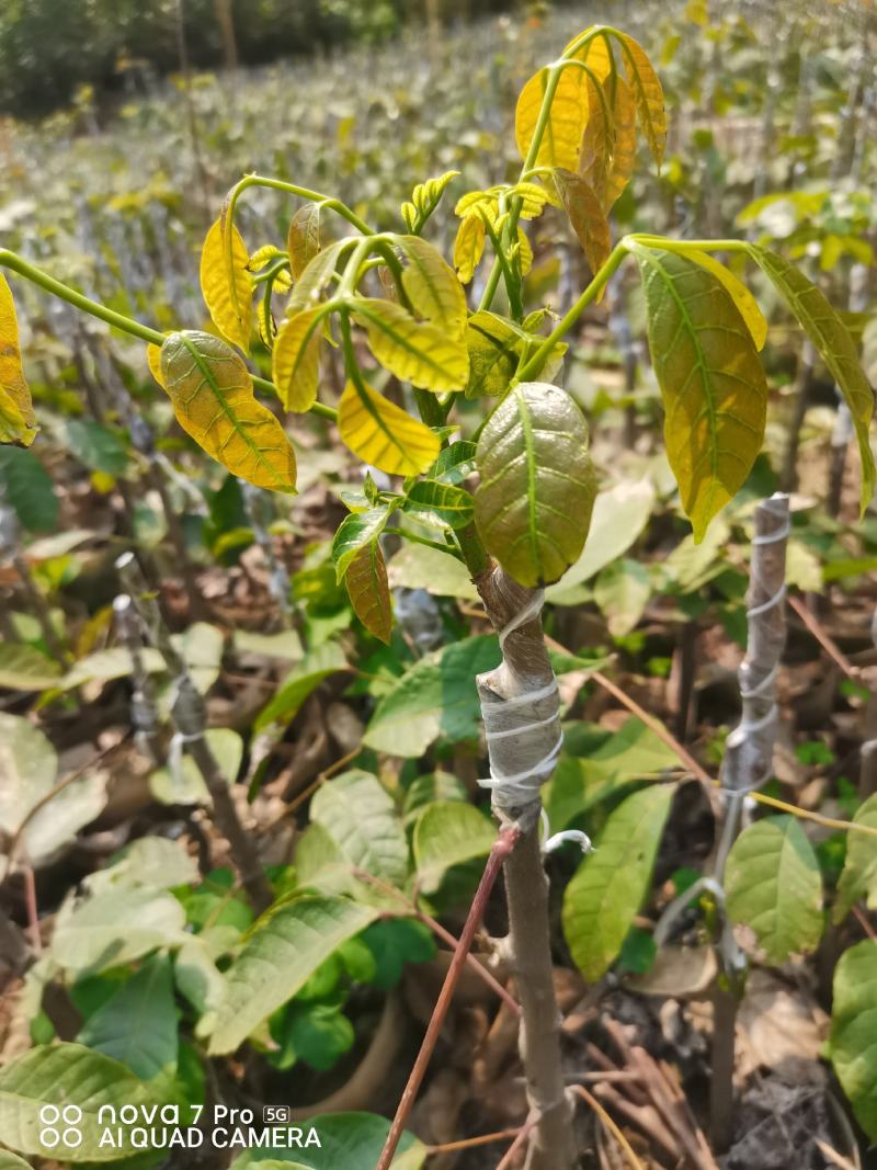 西山黑榄树苗