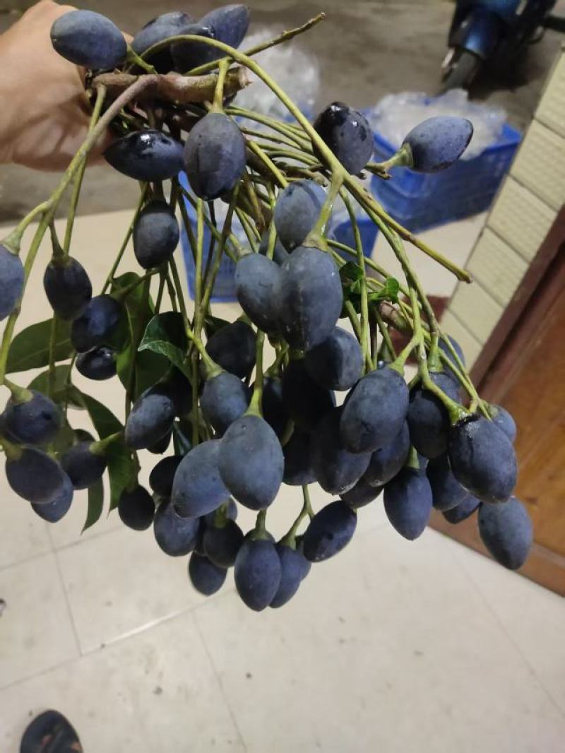西山黑榄树苗