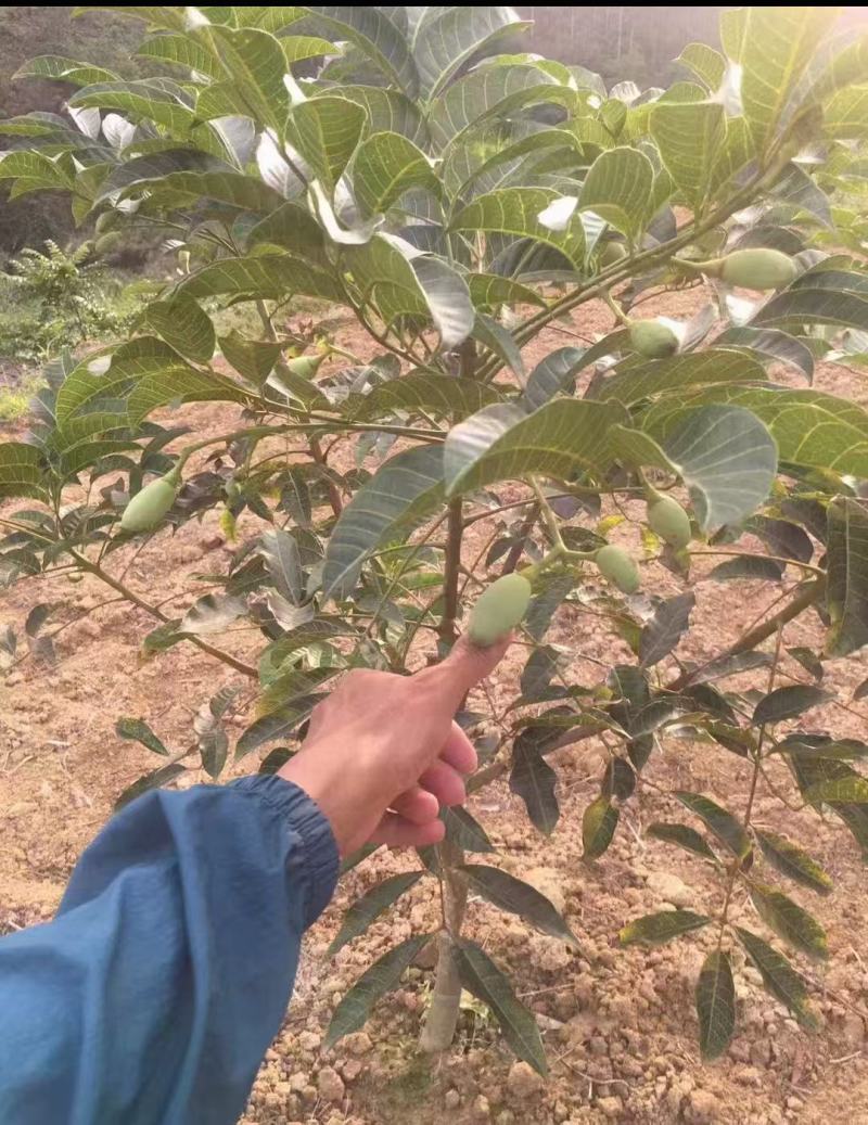 西山黑榄树苗