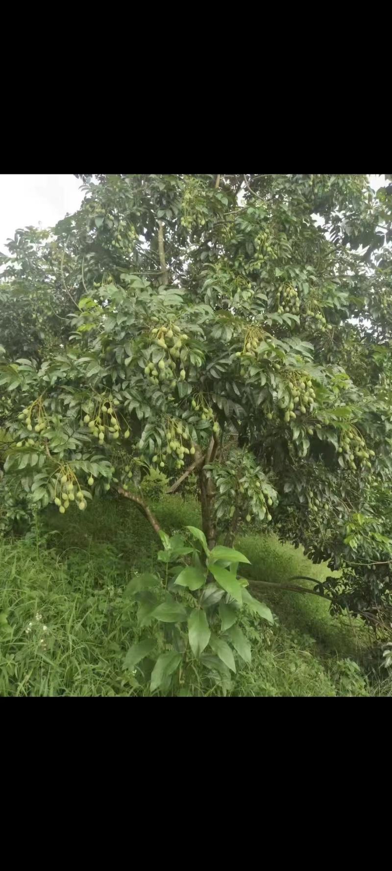 西山黑榄树苗