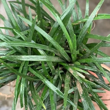 麦冬草