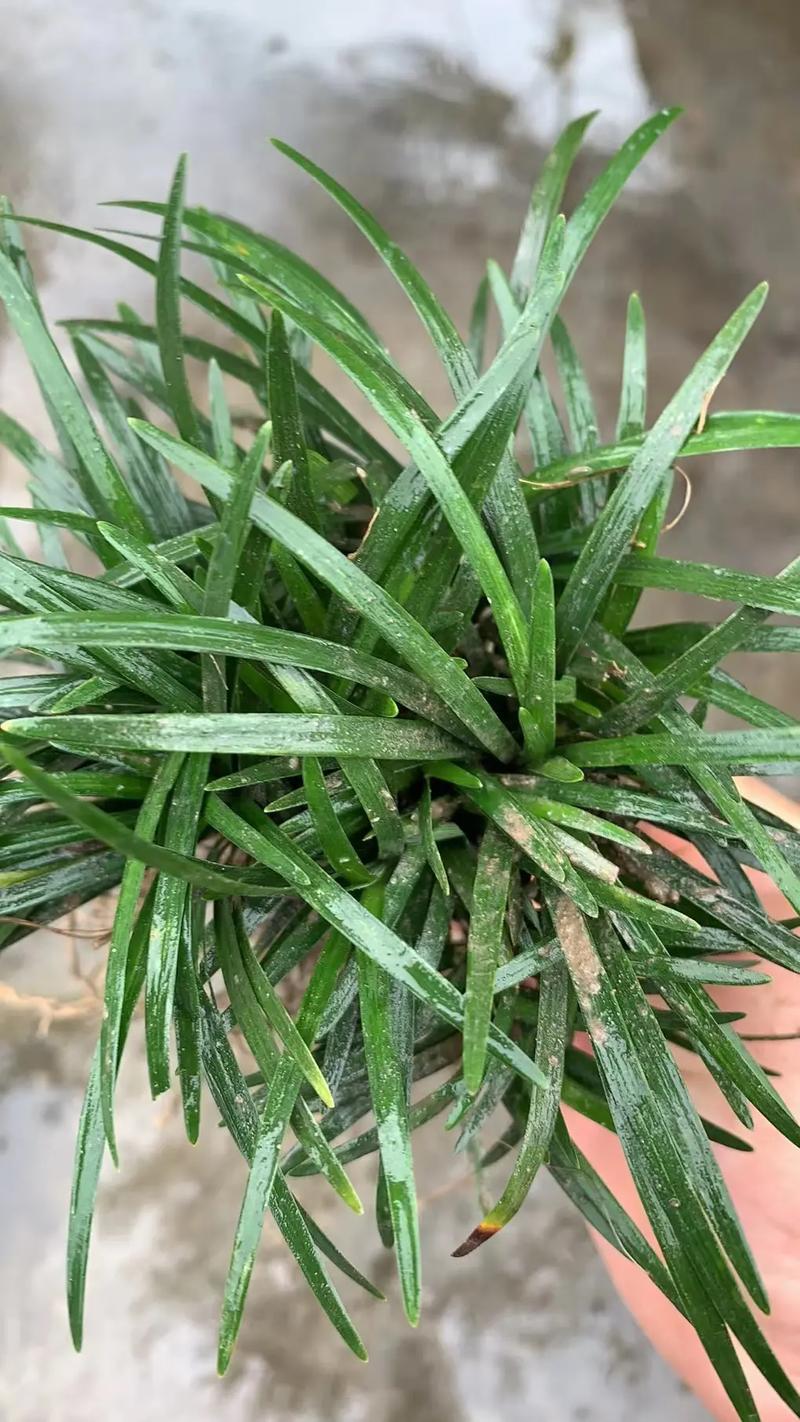 麦冬草