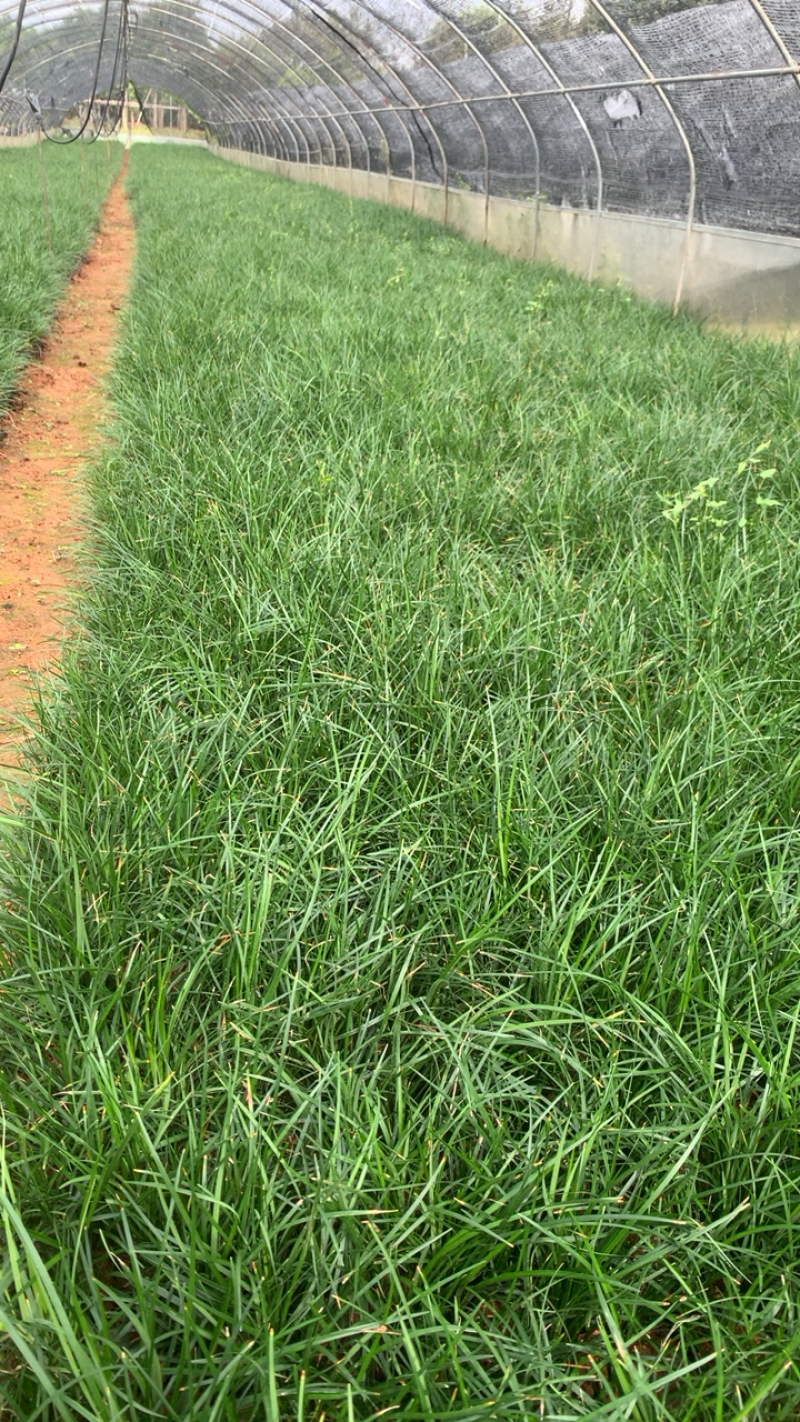 麦冬草