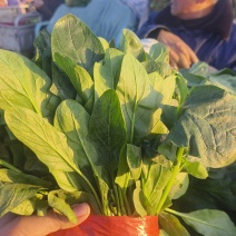 大叶菠菜