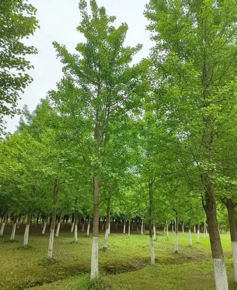 银杏