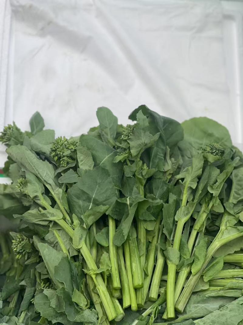 板蓝根青菜