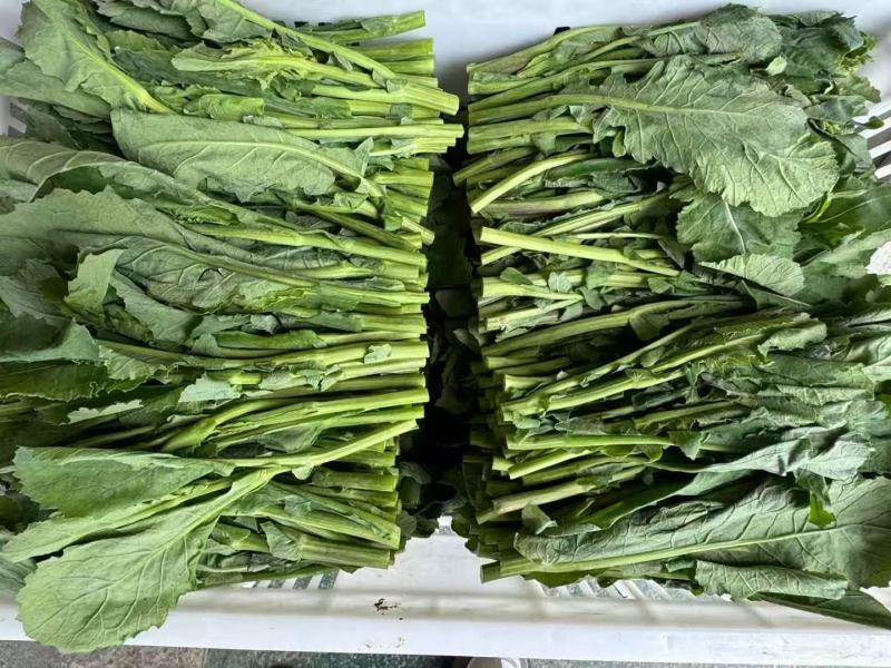 板蓝根青菜