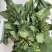 板蓝根青菜