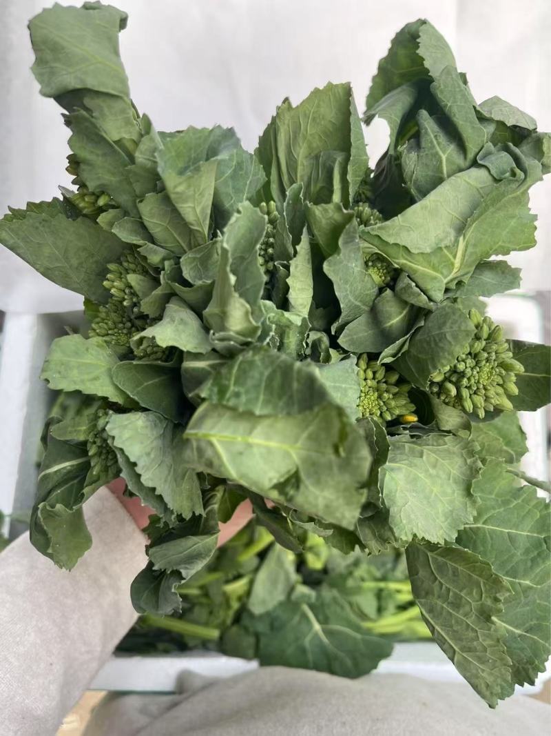 板蓝根青菜