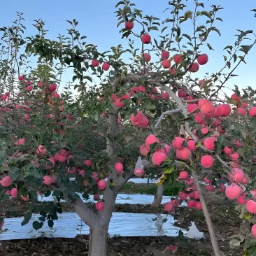 苹果树