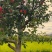 苹果树