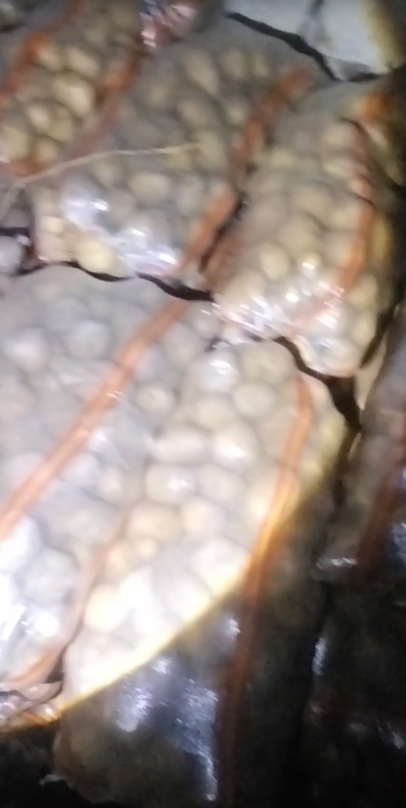 黄心土豆