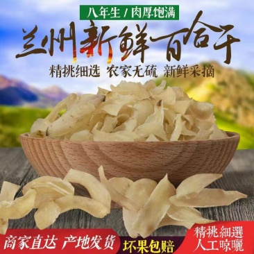 甜百合新挖百合新鲜食用甘肃非干货生白合干手