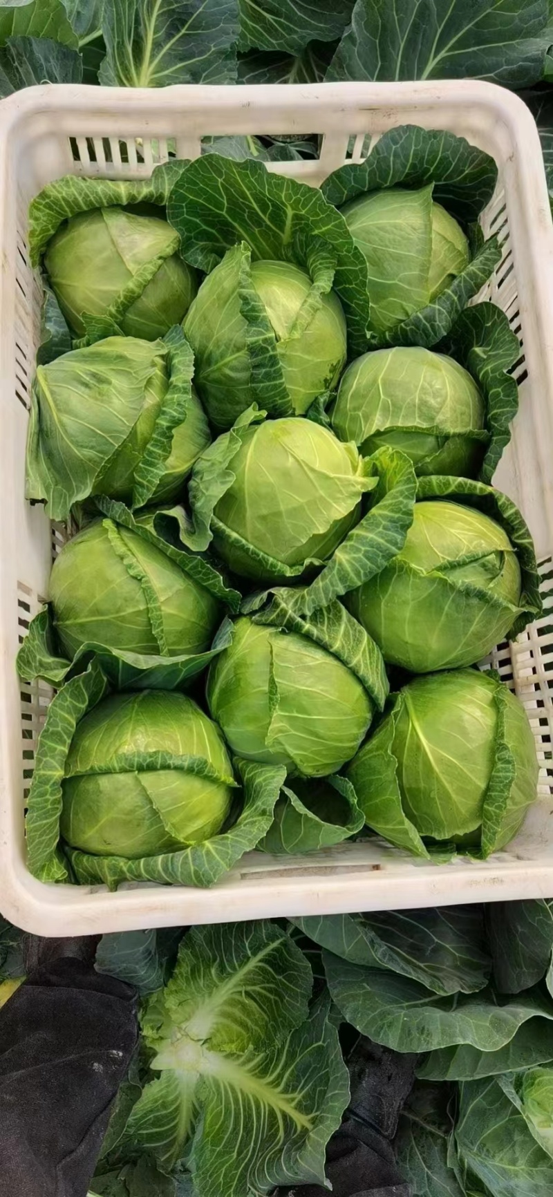 山东临沂中甘21甘蓝，色泽翠绿，产地批发，肉质鲜黄保质量