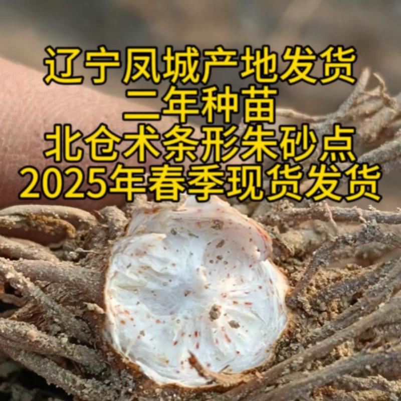 二年朱砂点北仓术产量高质量好好管理