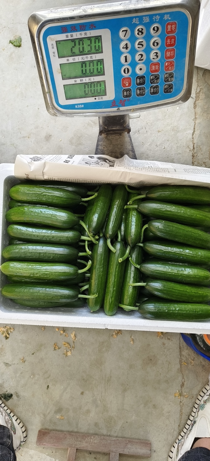 精品水果黄瓜种植基地现摘现发口感清脆对接全国