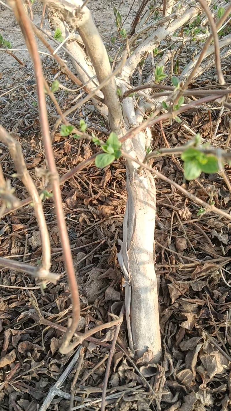 四季花，树形，1.5到2.5公分粗。3万棵待售。量大优。