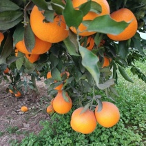 四川青见果冻橙