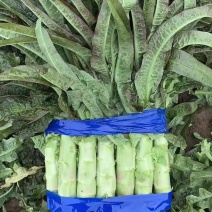 山东临沂红叶莴苣，青皮绿肉产地批发，现场割卖，可视频看货