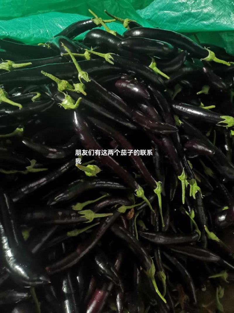 黑长茄云南长茄，产地一手货源，可视频看货，代发全国