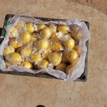 今天是三月二十二日正明山蜜梨正在装车发往承德，产地直销河